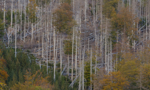 Die Ausstellung zeigt auch die negativen Auswirkungen auf den Harz.