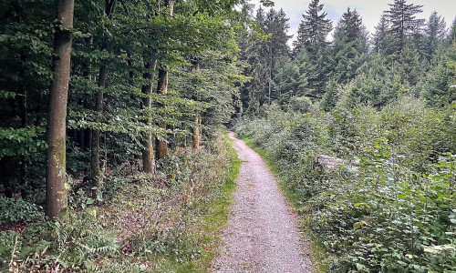 Waldweg (Archiv)
