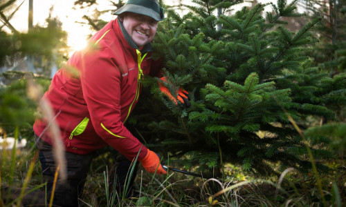 Förster Dirk Strauch fällt eine Nordmanntanne.