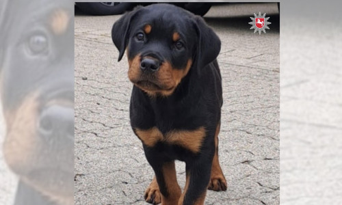 Stitch hat seine Ausbildung bei der Polizei angefangen. 