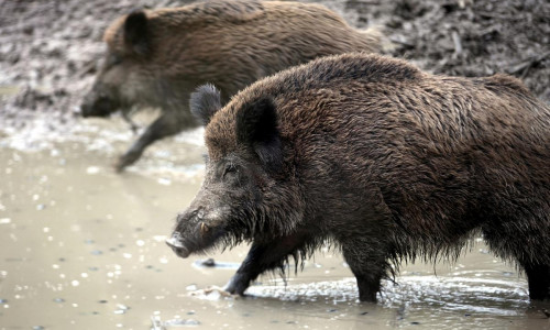 Wildschwein (Archiv)