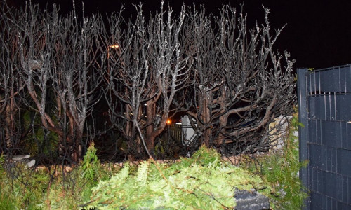 Koniferenhecke nach Abbrand (Archiv)