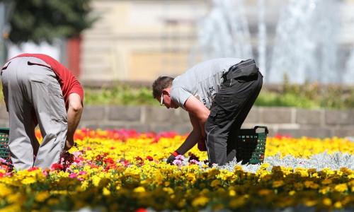 Gartenarbeiter auf einem Blumenbeet (Archiv)