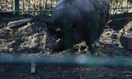 Angler Sattelschwein (Archiv)