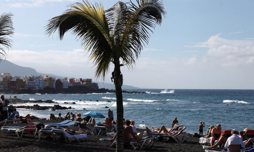 Palme an einem Strand (Archiv)