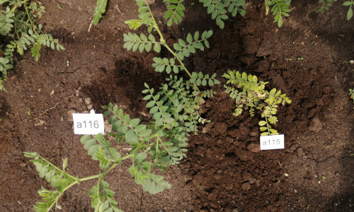 Die Kichererbse ist in Gefahr. Pflanzenviren bedrohen das Superfood in Deutschland. 