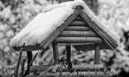 Niemand zuhause? - Es gibt einen dramatischen Rückgang an heimischen Vogelarten.