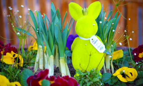 Ab dem 1. April kann man in der Wolfenbütteler Innenstadt auf Hasenjagd gehen.