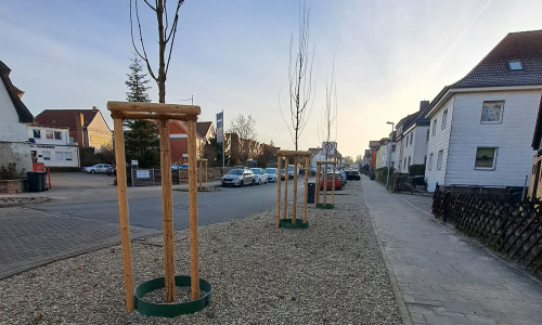 In der Campestraße wurden neue Bäume gepflanzt.