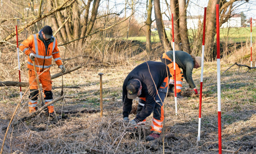 Für nachhaltigen Umweltschutz wurden an der Oker insgesamt 150 Bäume und zusätzlich Sträucher gepflanzt