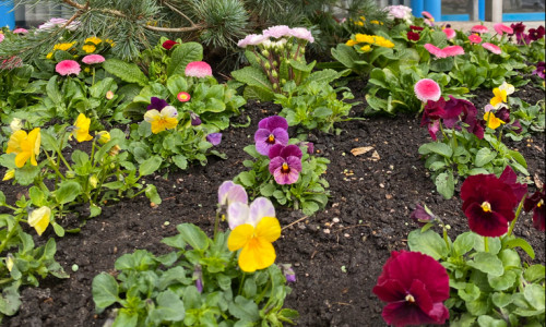 In den Blumenkübeln vor dem Rathaus blühen bereits die Stiefmütterchen. 