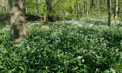 Blühender Bärlauch im Elm.