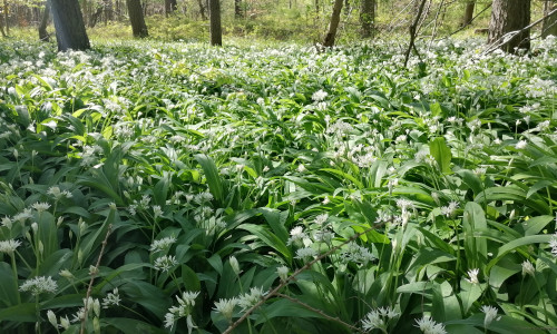 Blühender Bärlauch im Elm.