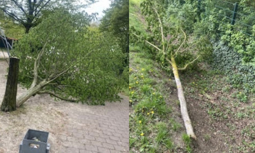 In Peine wurden erneut Bäume zerstört.