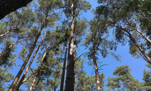 Wald (Archiv)
