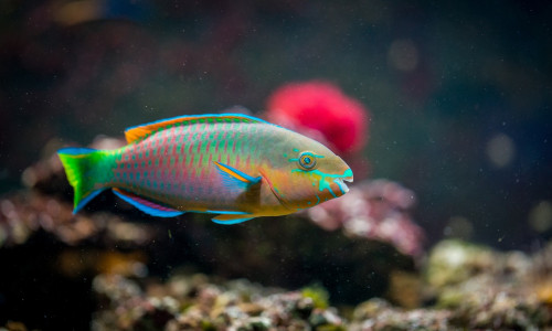 Symbolbild. Die Farben dieses Fisches sind vermutlich natürlich und nicht Folge gentechnischer Veränderung.