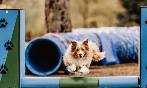 Die Harzer Hundetage in Hahnenklee stehen in den Startlöchern.