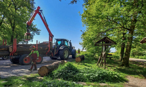 Arbeiten am Waldparkplatz an der Drillingskiefer.