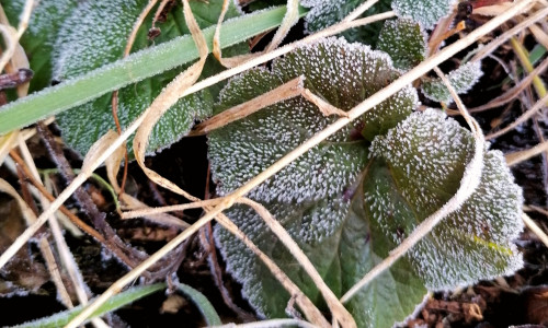 Frost (Symbolbild).