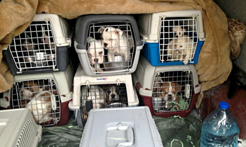 Die Tierschutzorganisation TASSO e.V. fordert einen politischen Kurswechsel, um dem illegalen Welpenhandel Einhalt zu gebieten.