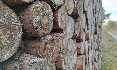 Holzstämme (Archiv)