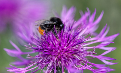 Ein naturnaher Garten fördert die heimische Artenvielfalt von Wildtieren.
