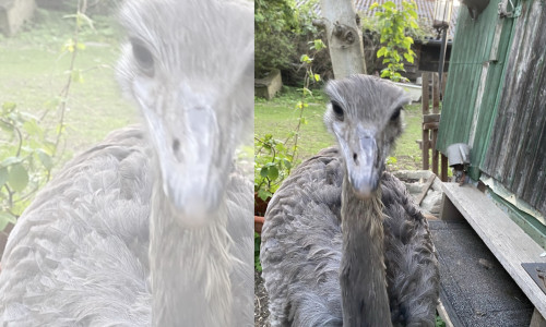 Am vergangenen Sonntagabend ist ein Nandu aus seinem Gehege in Heiningen ausgebrochen.