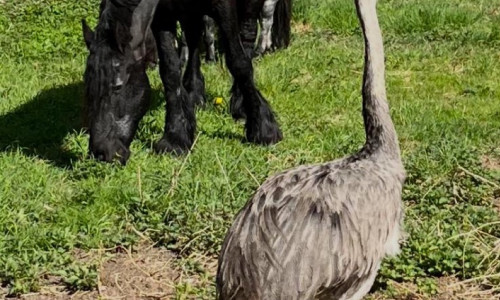 Ein Nandu ist entlaufen.