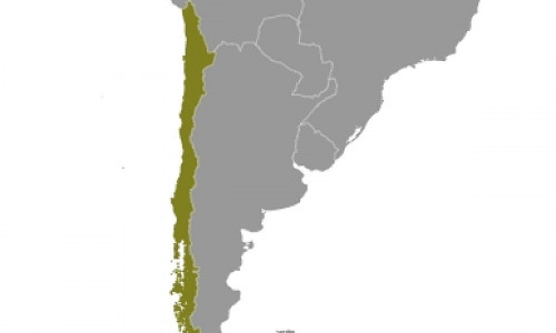 Chile (Archiv)
