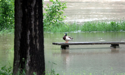 Hochwasser (Archiv)