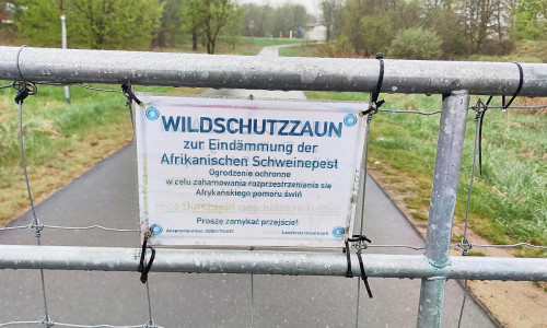 Wildschutzzaun gegen Afrikanische Schweinepest (Archiv)