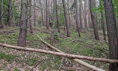 Wald (Archiv)