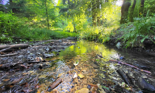 Viele oberirdische Gewässer im Landkreis Goslar – wie hier das Flussbett des Borgbergbaches bei Wolfshagen im Harz – führen gegenwärtig nur noch sehr geringe Wassermengen.
