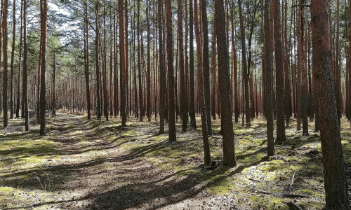 Wald (Archiv)