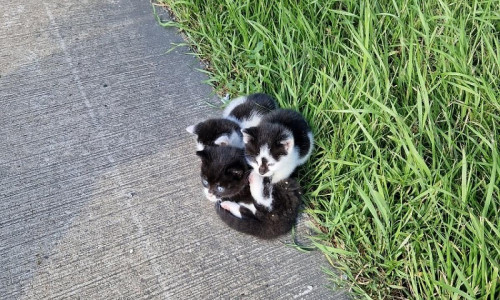 Katzen Autobahndreieck Ahlhorn (Archiv)