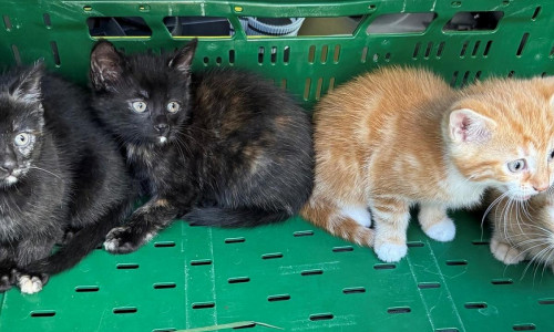 Katzenbabys (Archiv)