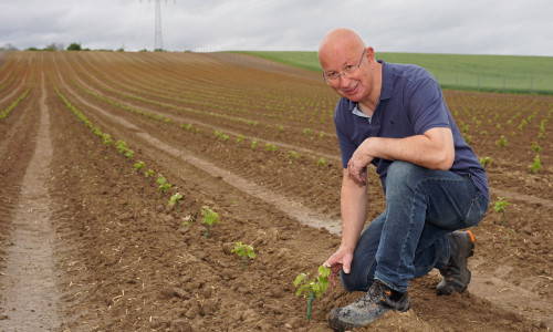 Detlev Quidde begutachtet seine Weinpflanzen auf dem Feld zwischen Linden und Wendessen. Oben am Hang ist die Graufärbung durch den Kalk zu sehen.