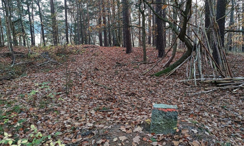 Wald (Archiv)