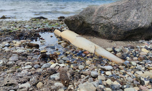 Abwasserrohr ins Meer (Archiv)