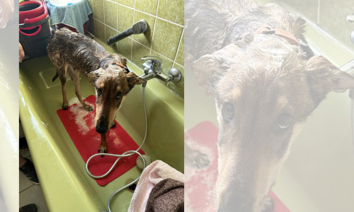 Hund Kevin war in einem schlechten Zustand. Leider überlebte der Mischling nicht. 
