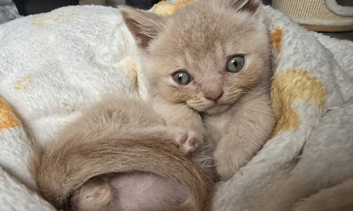 Kater Pelle.