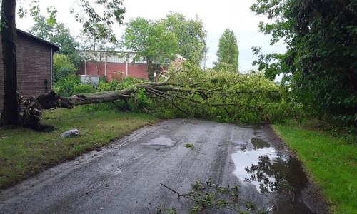 Ein Baum ist auf eine Straße gestürzt.
