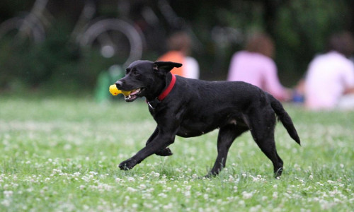 Hund (Archiv)