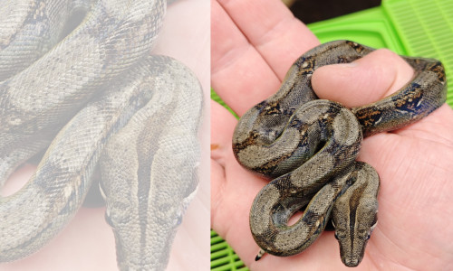 Die Jungtiere der Boa constrictor nach der ersten Häutung. 