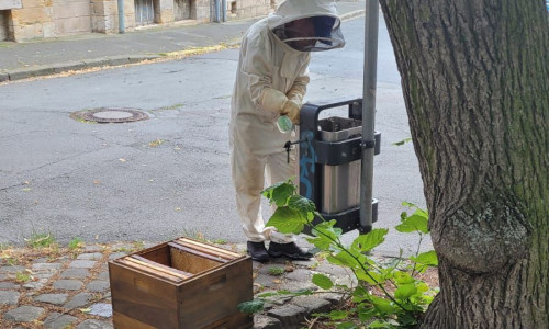 Die Bienen hatten sich einen ungünstigen Ort ausgesucht.