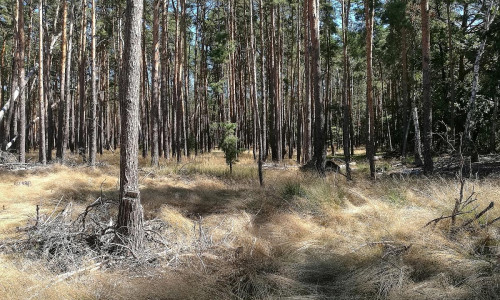 Wald (Archiv)