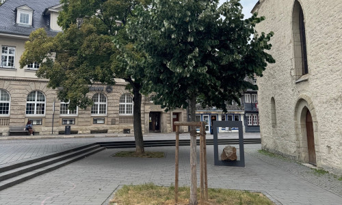 Ein großer Baum kann eine beachtliche Menge Sauerstoff produzieren und Schadstoffe, Staub und andere Partikel aus der Luft filtern.