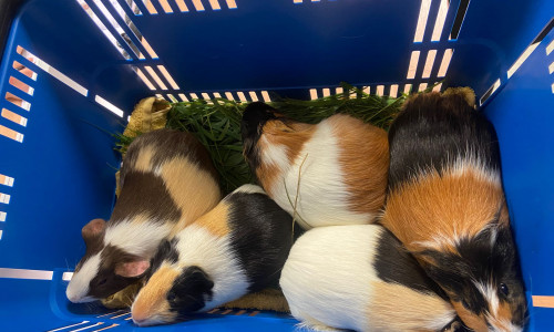 Diese Meerschweinchen wurden ausgesetzt.