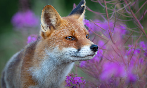 Füttern bringt Wildtiere in Gefahr. 