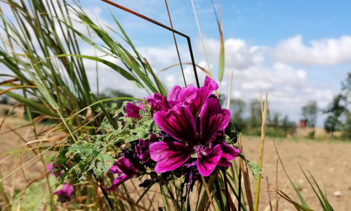 Der August bringt neben einigen Änderungen für Bürger hoffentlich auch ein paar sonnige Tage.